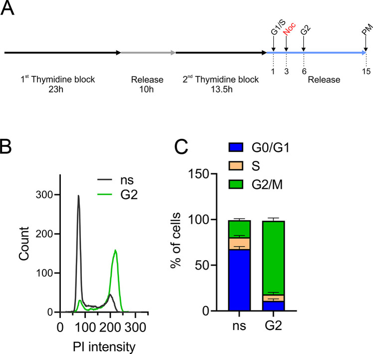 Figure 3—figure supplement 1.