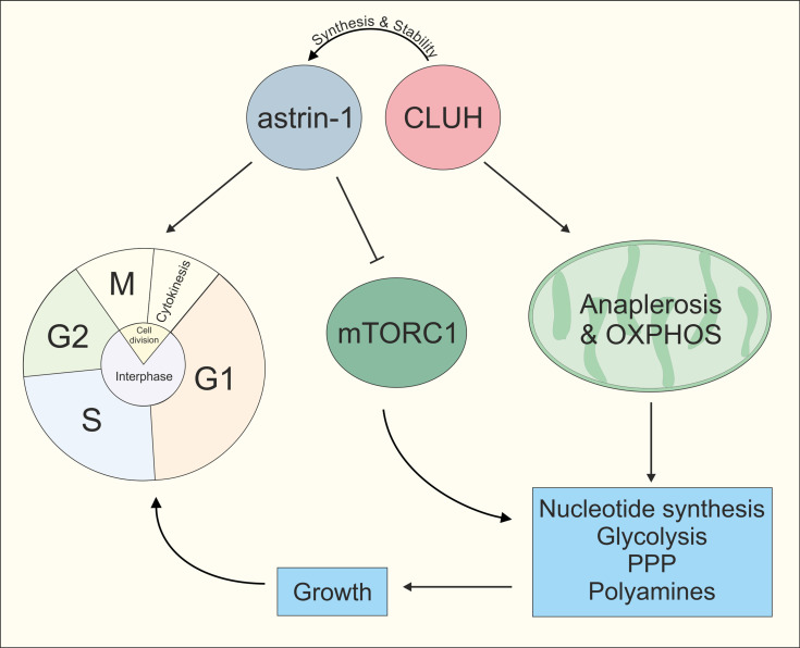 Figure 7—figure supplement 1.