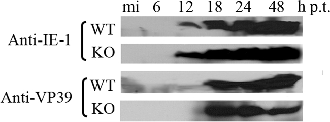 FIG. 5.