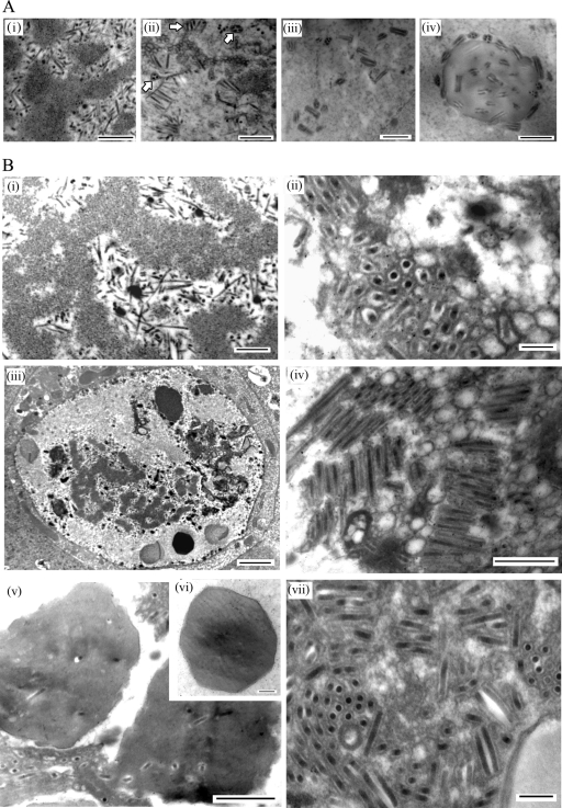 FIG. 7.