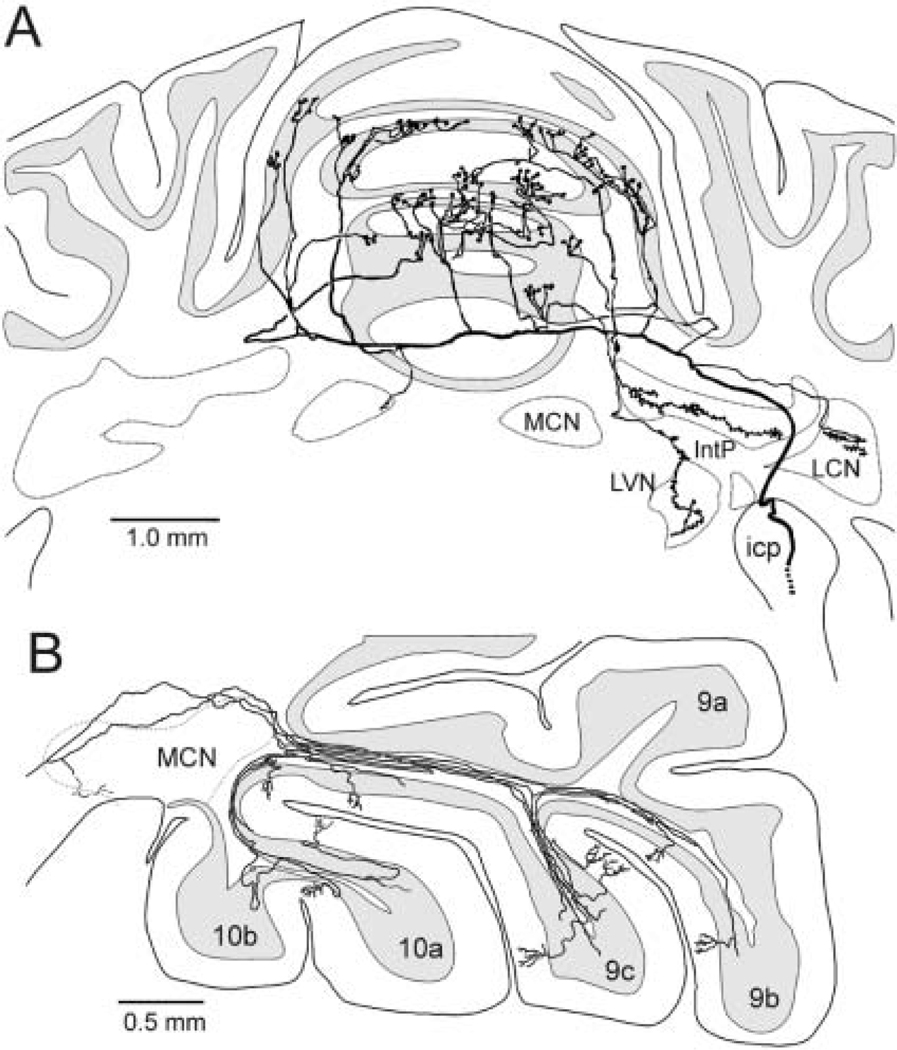 Topsy Turvy: Functions of Climbing and Mossy Fibers in the Vestibulo ...