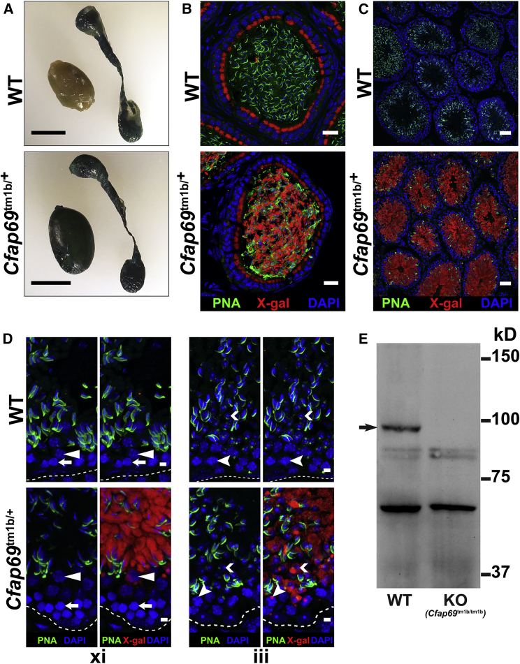 Figure 4