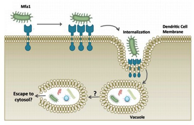 FIGURE 3