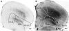 Fig. 10