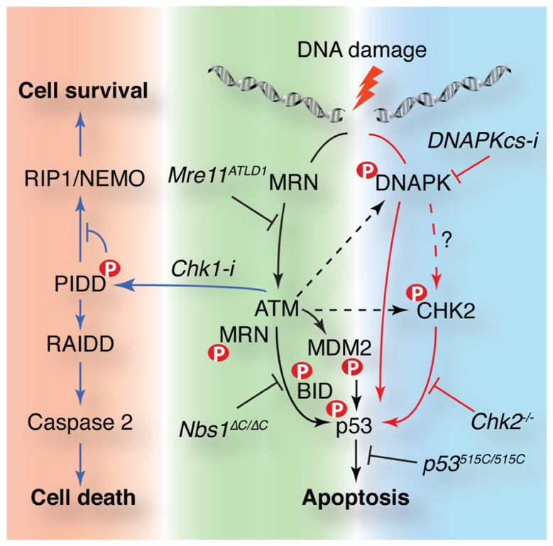 FIGURE 3