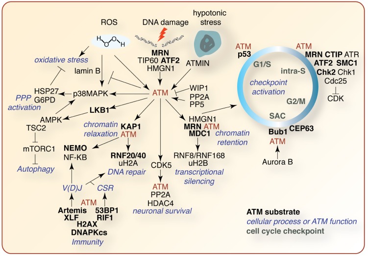 FIGURE 4