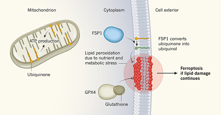 Figure 1 |