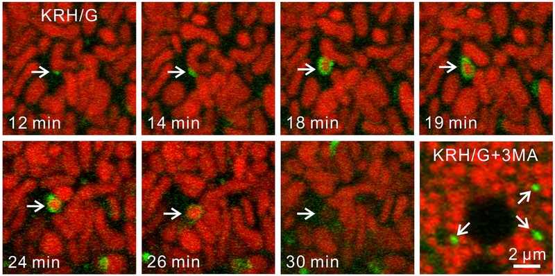 Fig. 2.