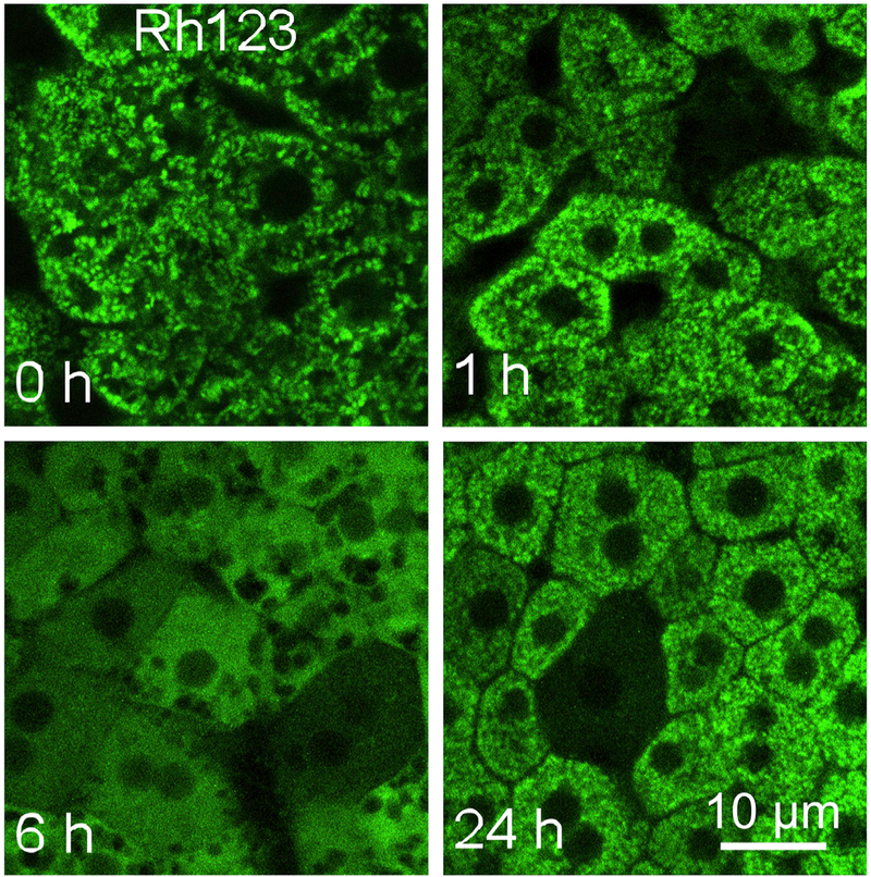 Fig. 3.