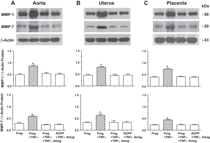 Fig. 11.