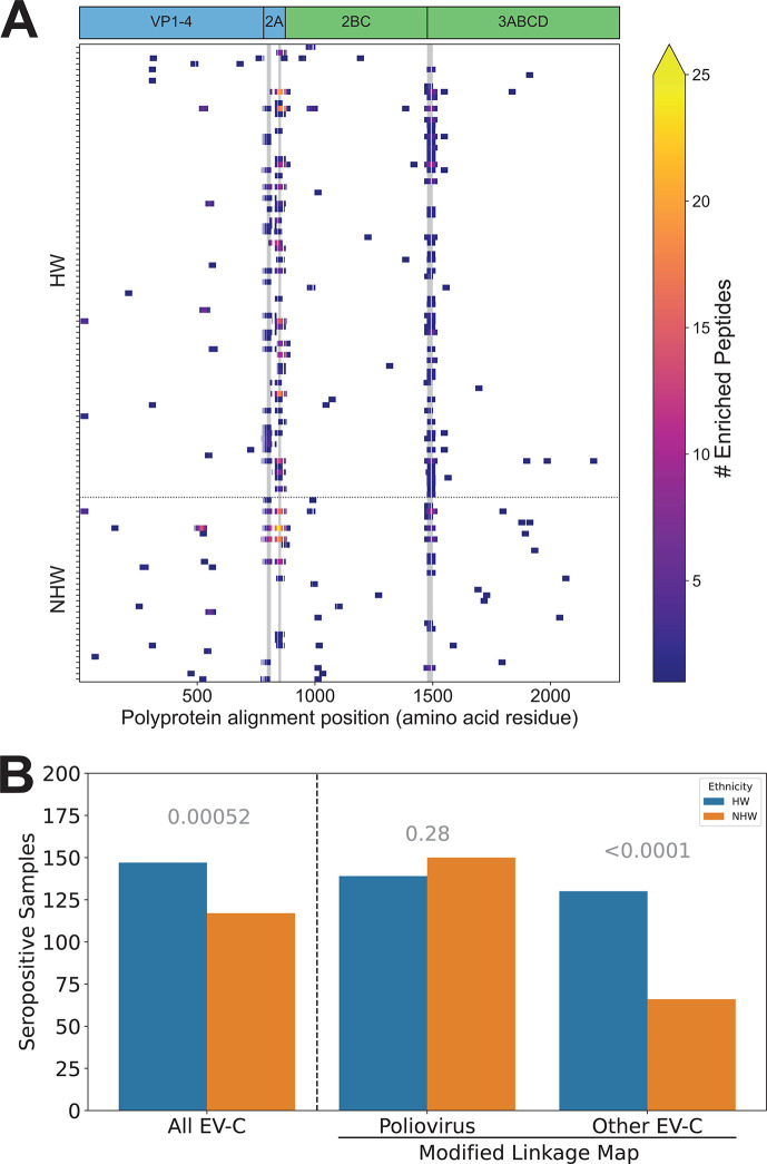 Heatmap depicts the distribution of enriched peptides along the polyprotein alignment position for HW and NHW groups. Bar charts compare seropositive samples between HW and NHW groups for all EV-C, poliovirus, and other EV-C.