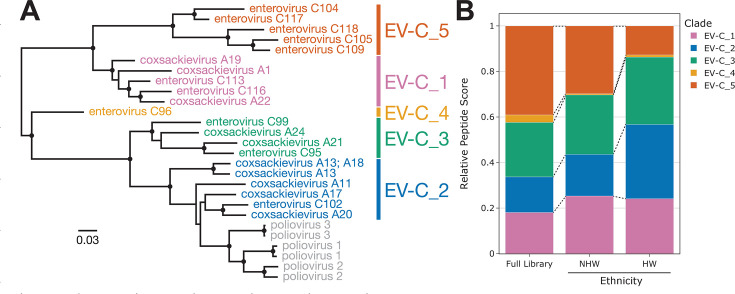 Phylogenetic tree of enterovirus and coxsackievirus strains with colored clades. Bar chart plots relative peptide scores for different clades across the full library, NHW, and HW groups, highlighting variations in peptide responses.