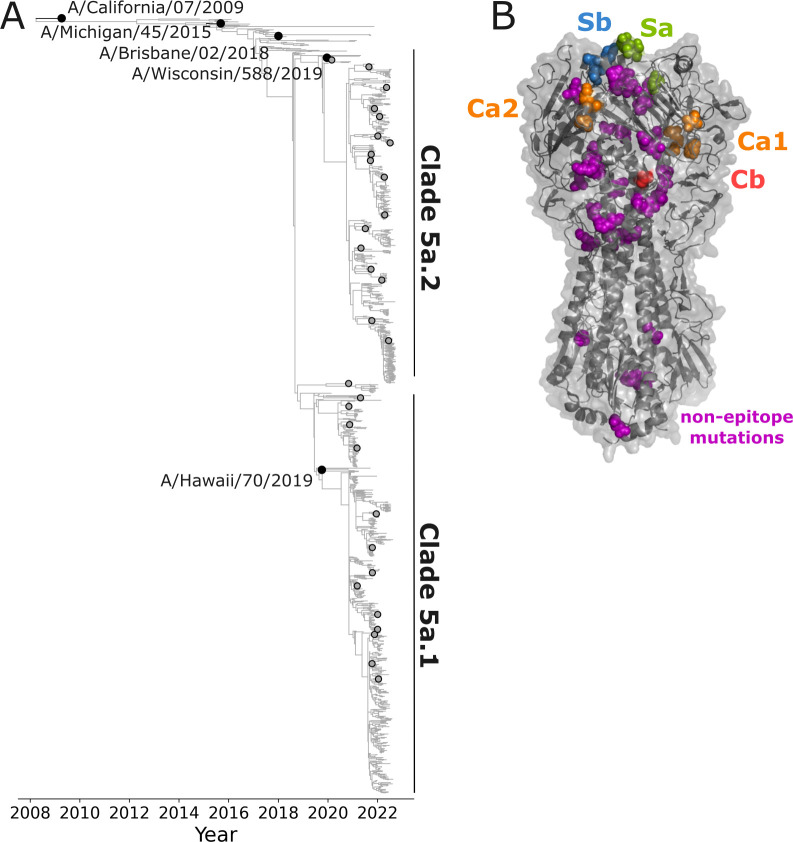 Phylogenetic tree of clades 5a.1 and 5a.2 with key flu strains labeled. Adjacent structural model highlights amino-acid sites that vary between library strains on the viral protein with color-coded spheres indicating epitope and non-epitope sites.