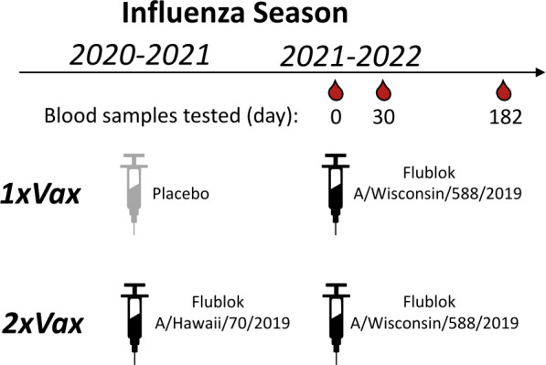 Timeline depicts influenza vaccine regimens for 2020 to 2021 and 2021 to 2022 seasons, comparing 1xVax and 2xVax with blood samples tested at days 0, 30, and 182.