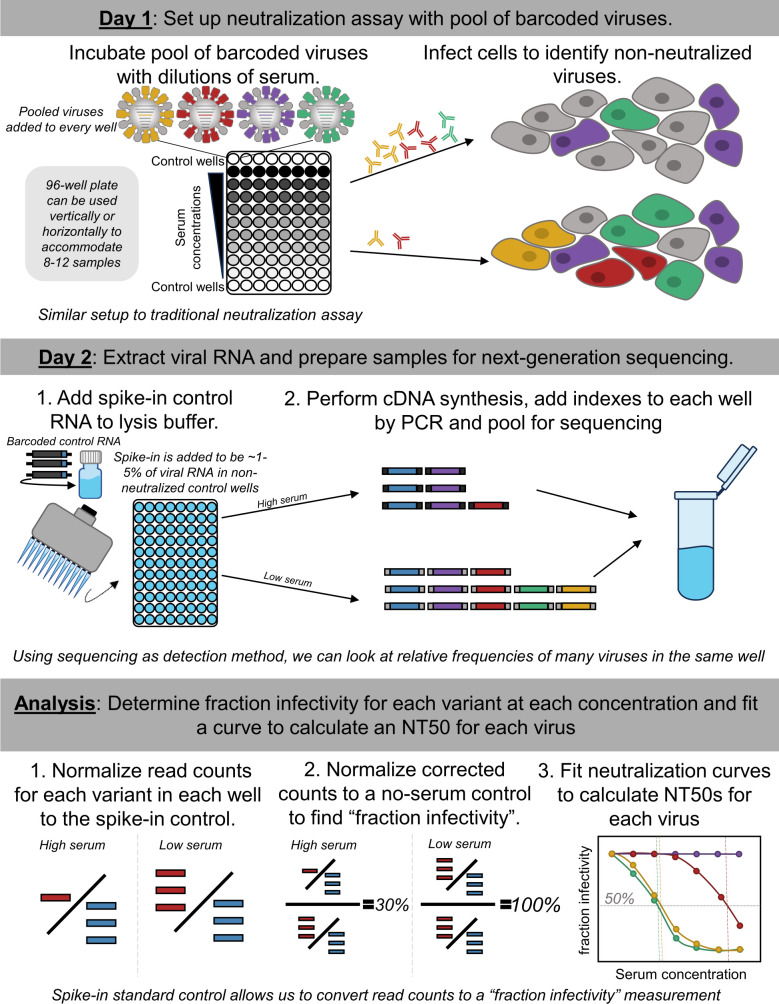 Two-day neutralization assay workflow. Day 1 involves incubating a pool of barcoded viruses with serum dilutions and then infecting cells. Day 2 focuses on cell lysis for RNA extraction, cDNA synthesis, PCR and sequencing for analysis to calculate NT50s.