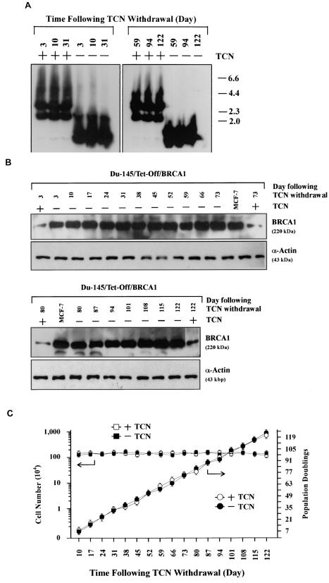 FIG. 5.