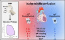 Graphical Abstract