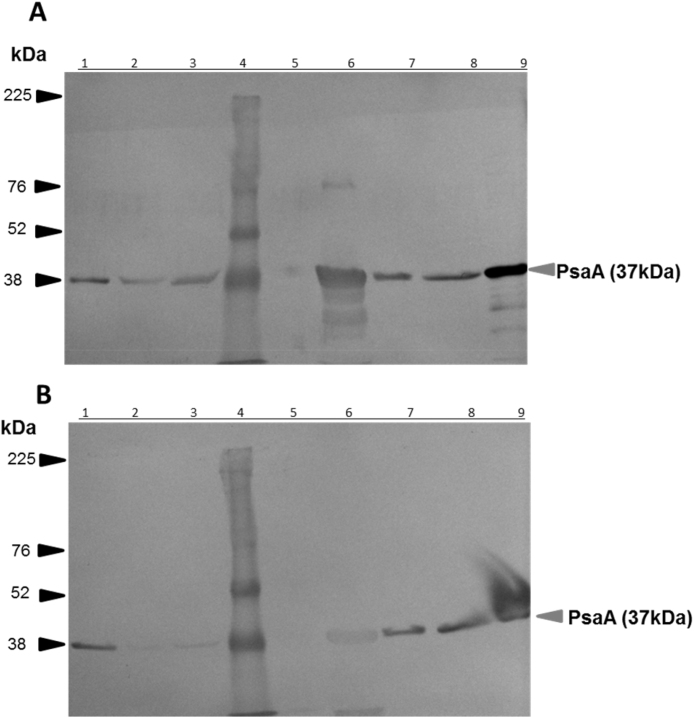 Fig. 8