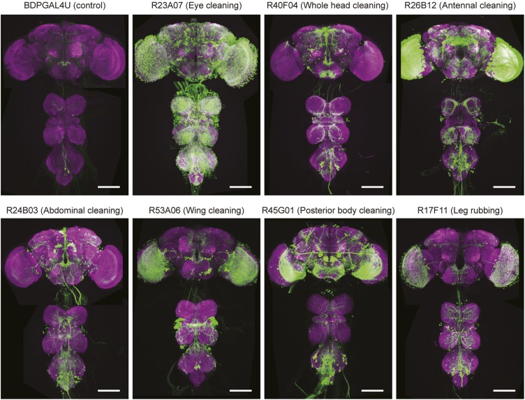 Figure 2—figure supplement 2.