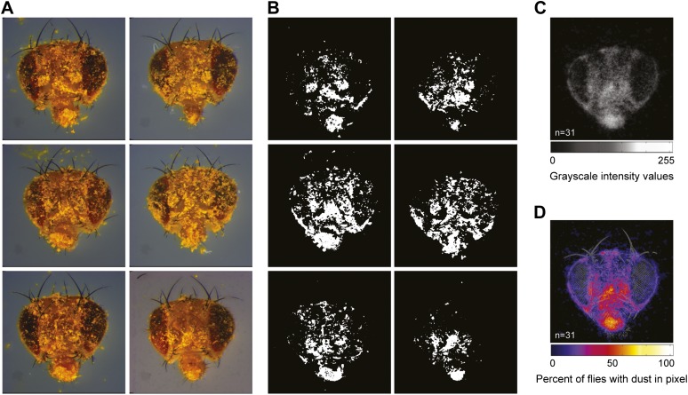 Figure 1—figure supplement 2.