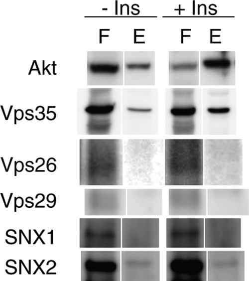 Figure 5B