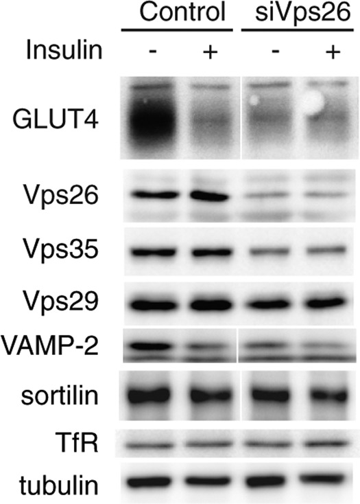 Figure 3A