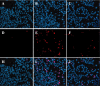 <b>Figure 1</b>