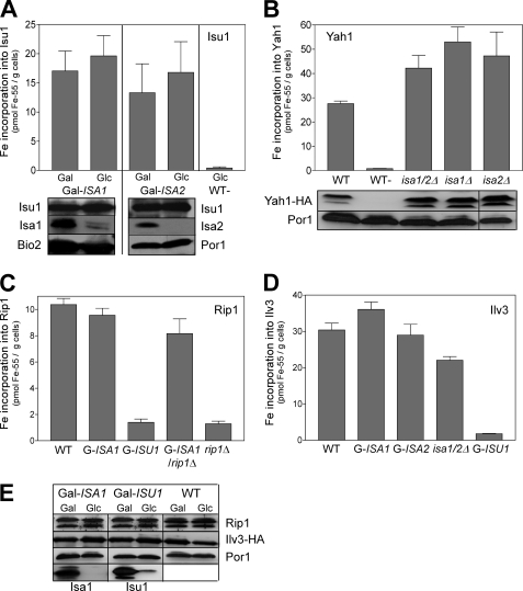 FIGURE 2.