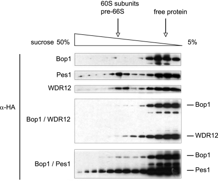 FIG. 9.