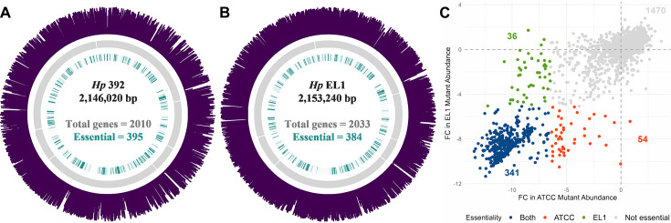 Circular genome maps depict genomic features and essential gene positions for two strains and a scatterplot indicating genes essential for different strains and colors indicate which are significant, which are shared and which are unique between strains.