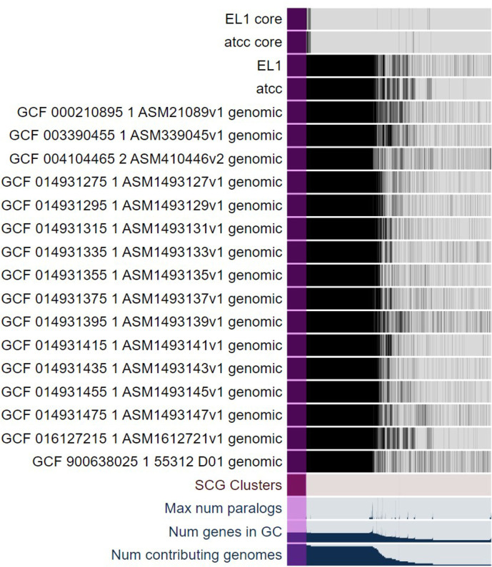 Plot displays the presence of conserved essential genes in core and accessory genomes across multiple genomic datasets. Various gene clusters highlight core and accessory genes for strains EL1 and ATCC 392.