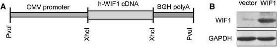 Fig. 5