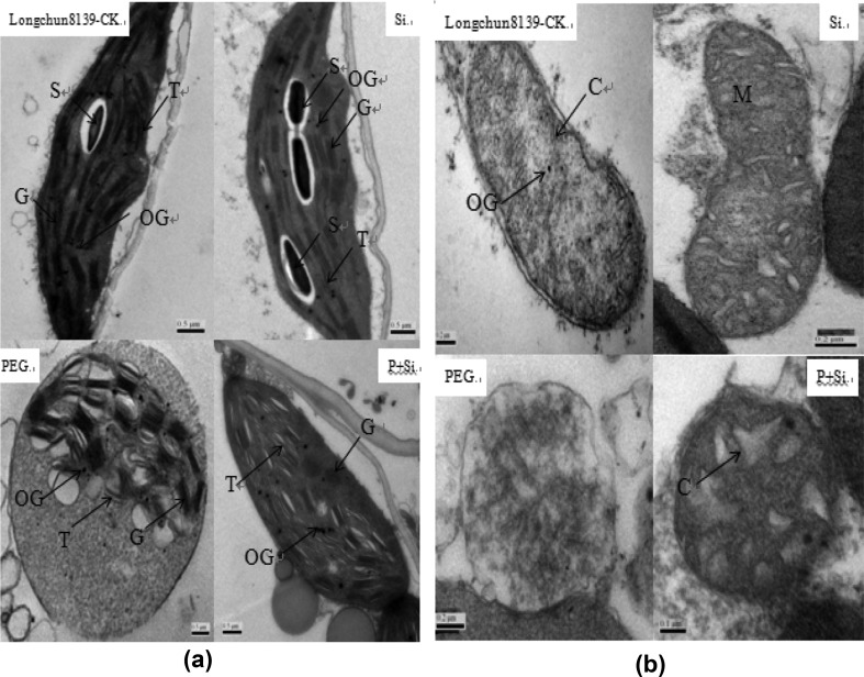 Fig. 4