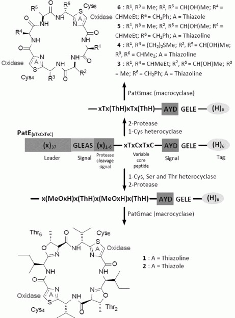 Scheme 1