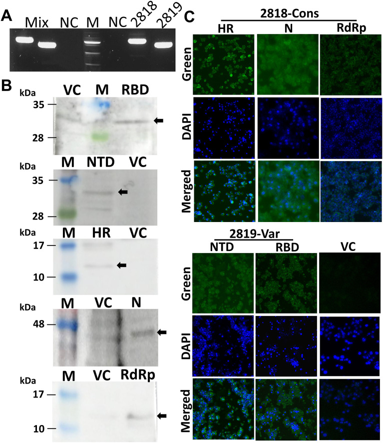 Fig. 2