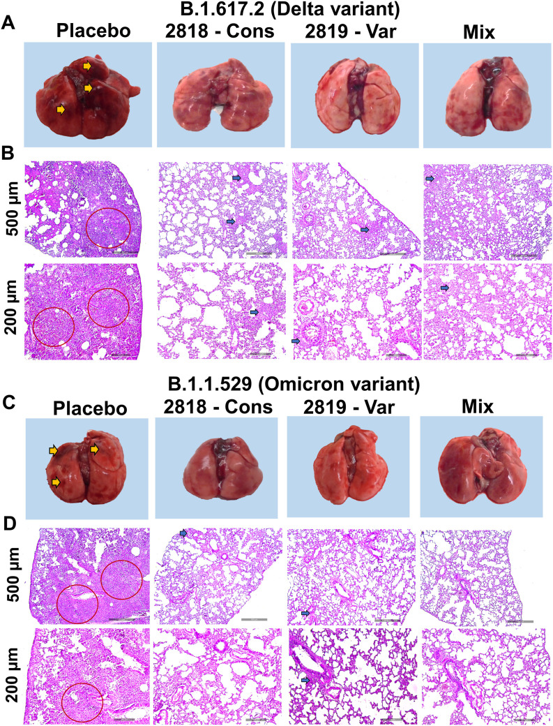 Fig. 6