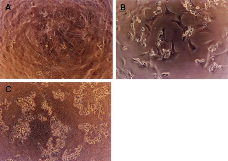 FIG. 6.