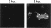 FIG. 8.
