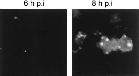 FIG. 8.