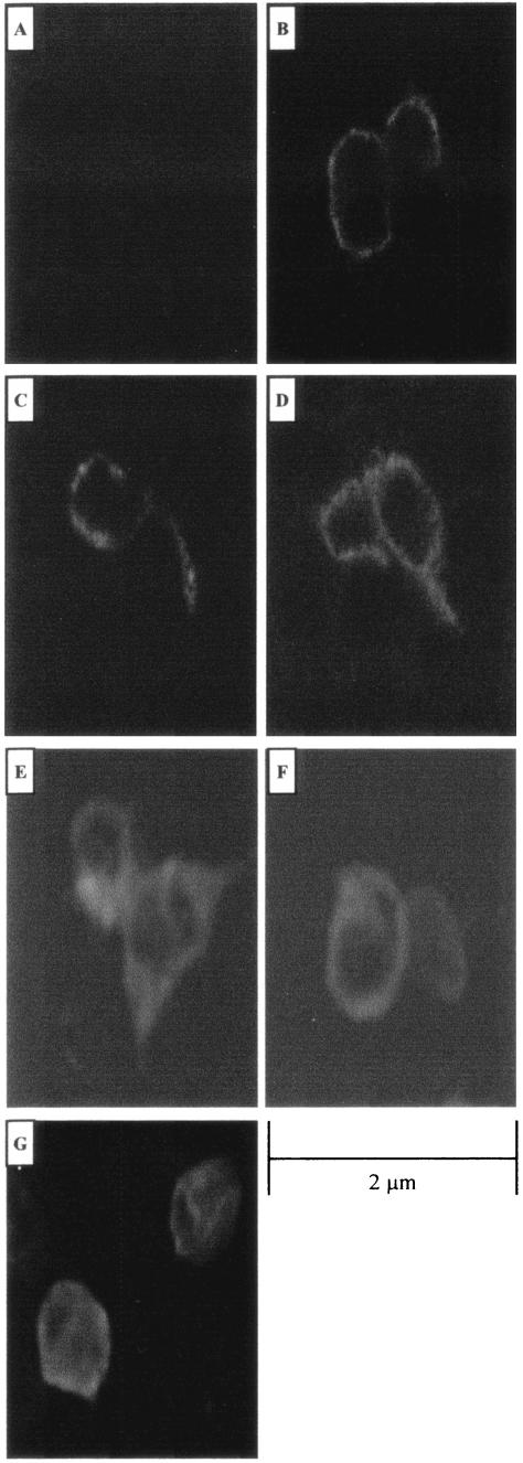 FIG.3.