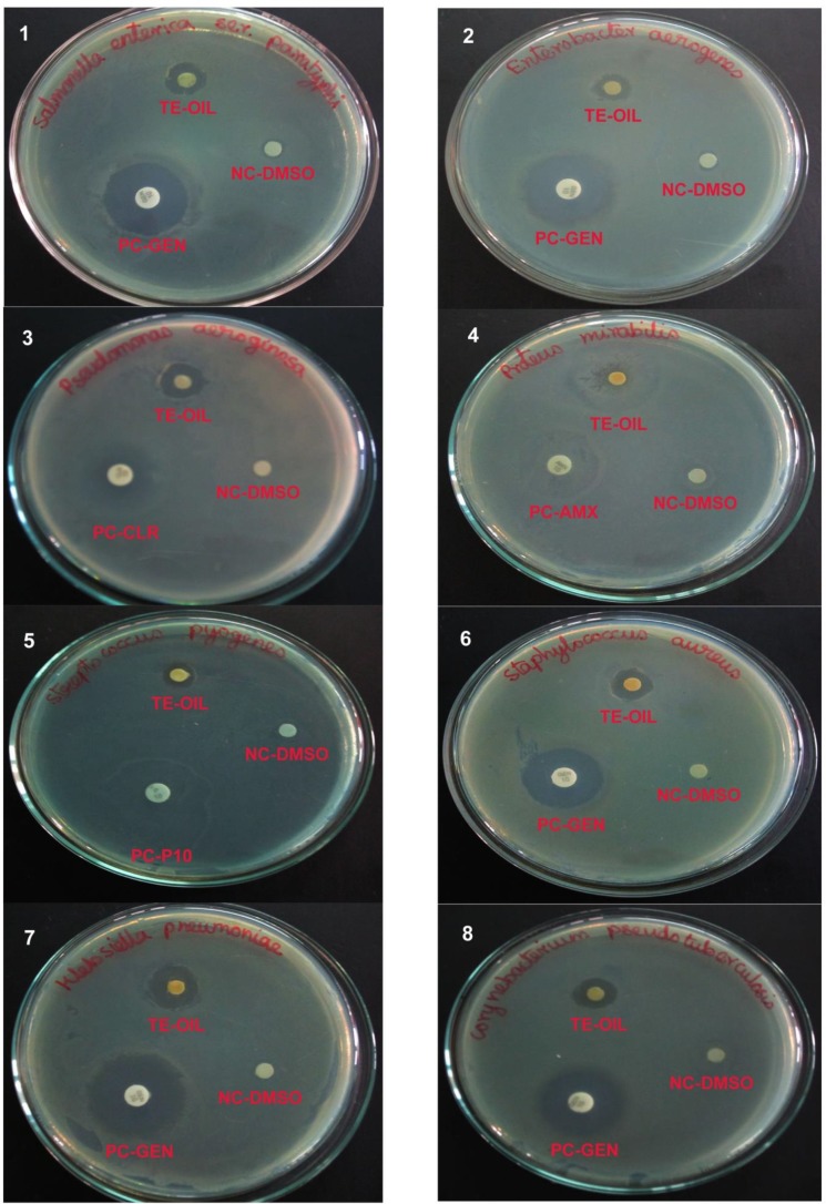 Fig.1