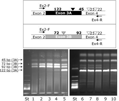 Figure  5. 