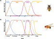 Models of memory phases in honeybees (Apis mellifera; appetitive conditioning) and fruit flies (Drosophila melanogaster; aversive conditioning).