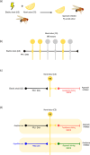 A model of aversive olfactory conditioning in D. melanogaster
