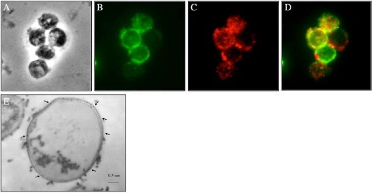 FIG 1