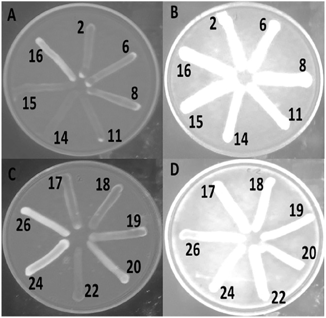 Figure 2.