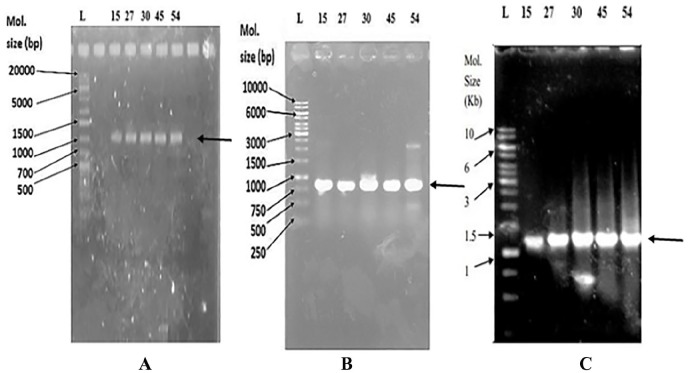 Figure 3.