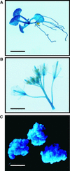 Figure 7.