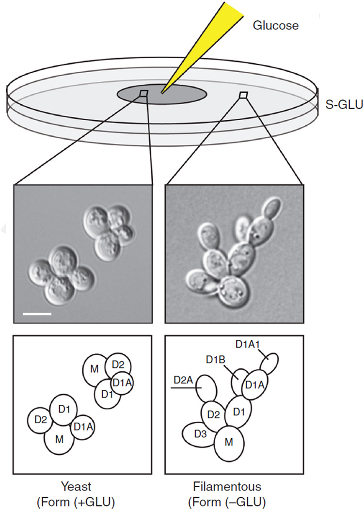 FIGURE 1