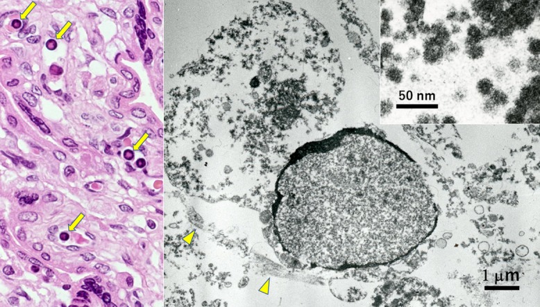 Fig. 6.